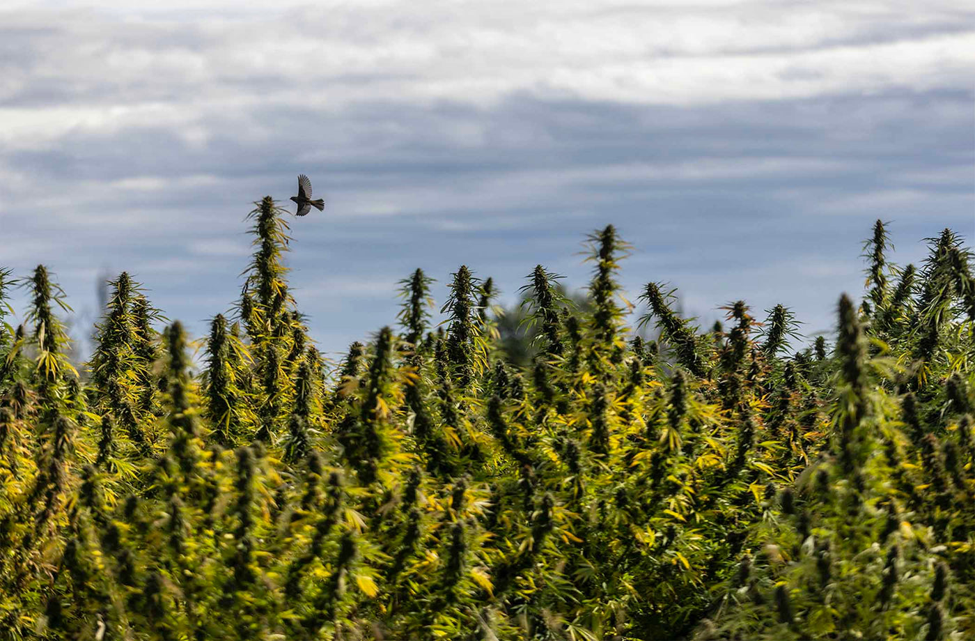 bird flying over hemp crops