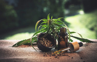 Cannabidiol Oil vs Hemp Oil: What’s the Difference?